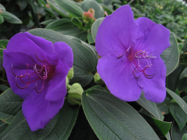 Tibouchina