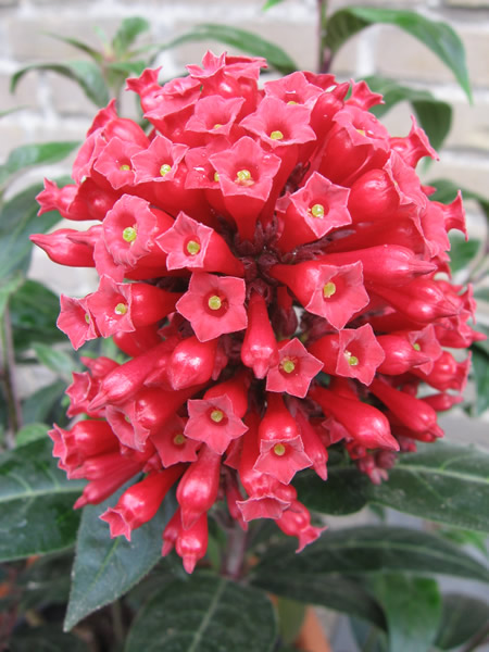 cestrum