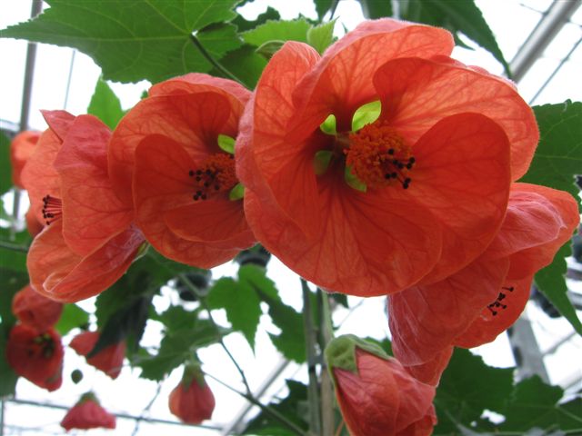 Abutilon