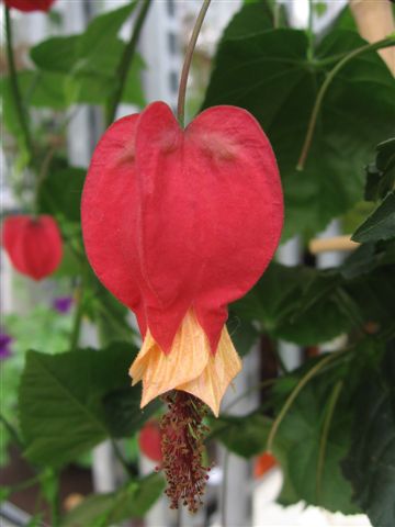 Abutilon