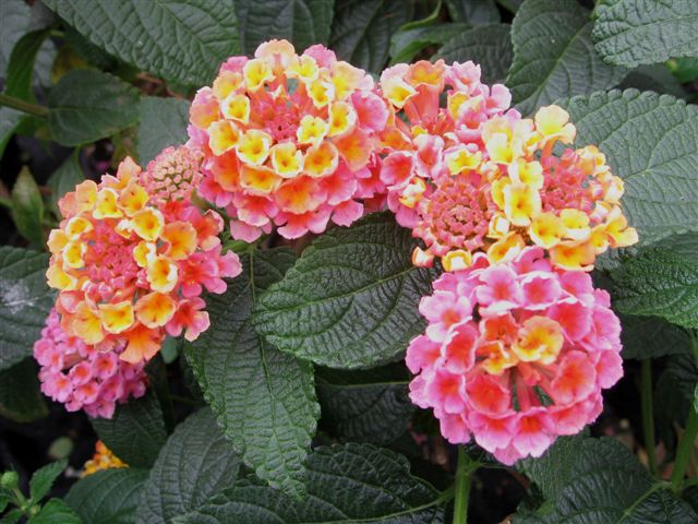 Kuipplant