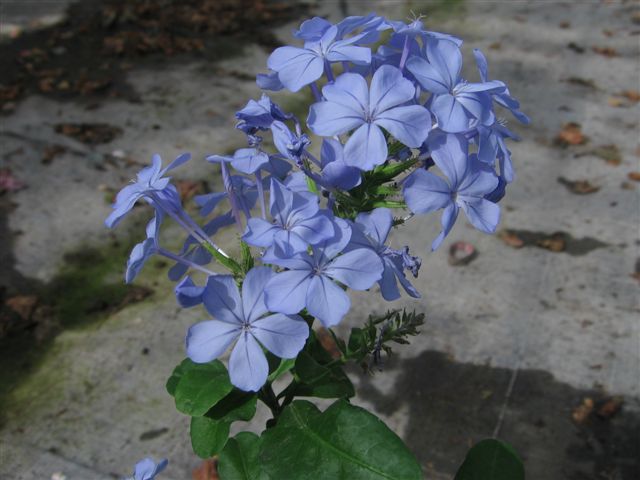 Kuipplanten